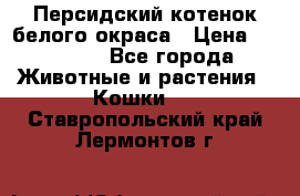 Персидский котенок белого окраса › Цена ­ 35 000 - Все города Животные и растения » Кошки   . Ставропольский край,Лермонтов г.